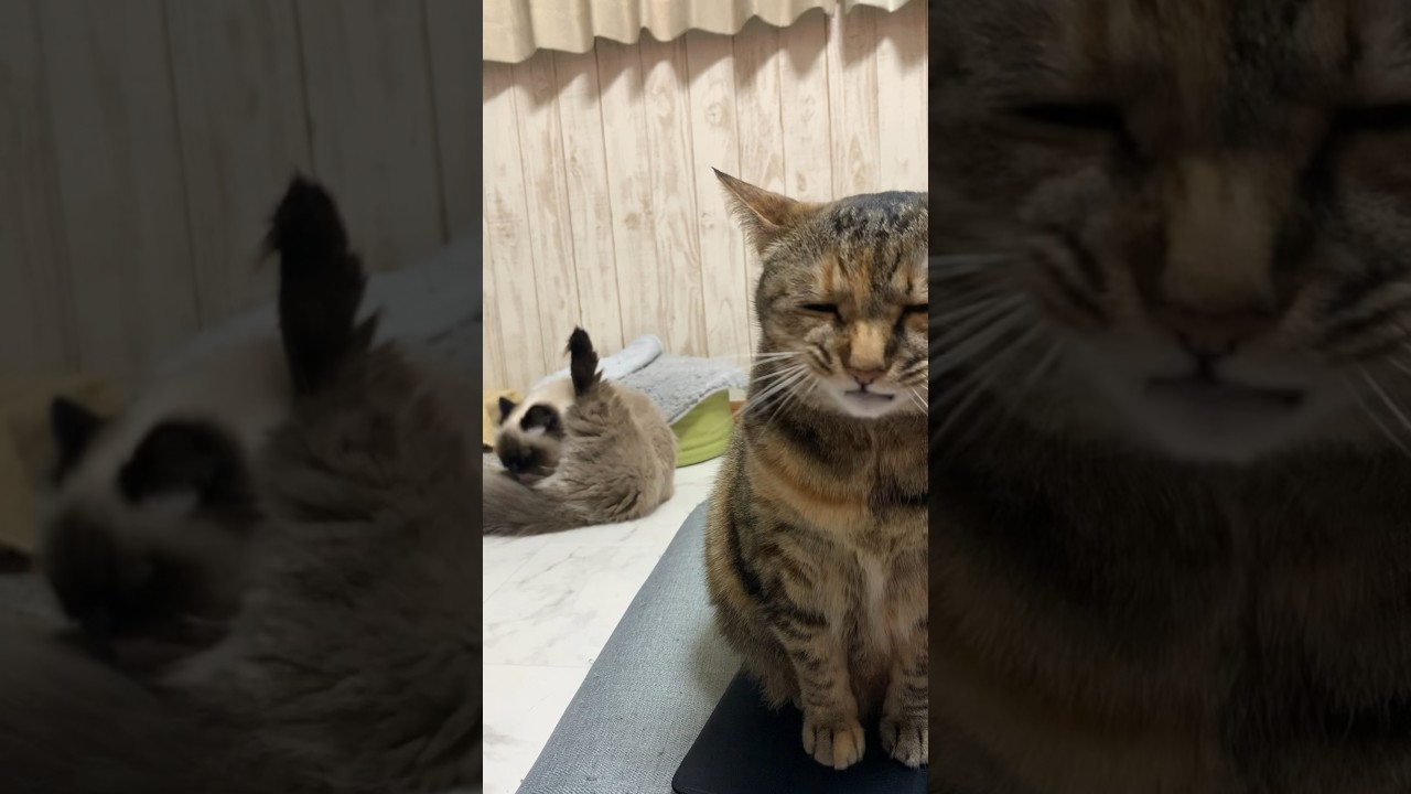 幸せな日常 #猫 #日常 #ヒマラヤン #保護猫 #大切 #shorts