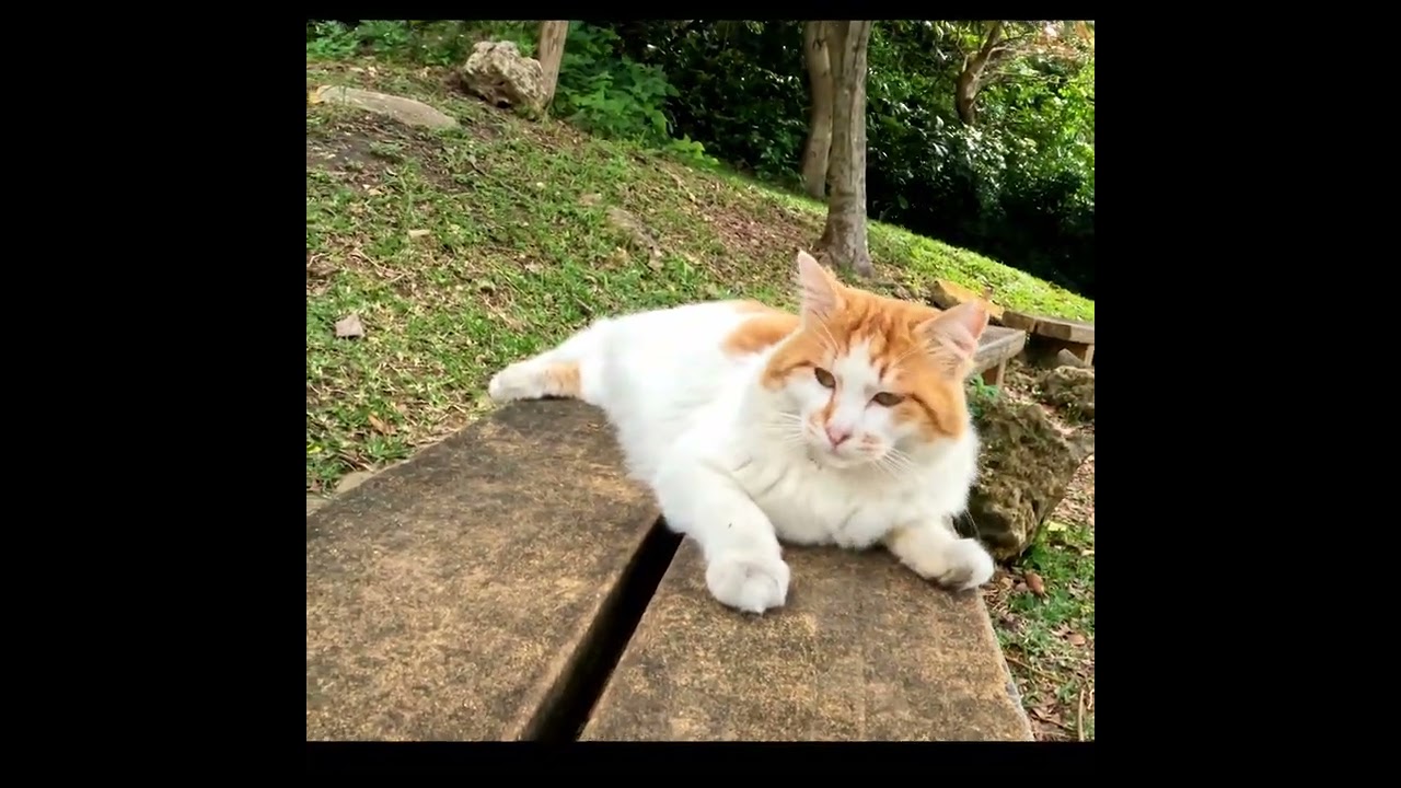 brown cat on the bench  #Shorts