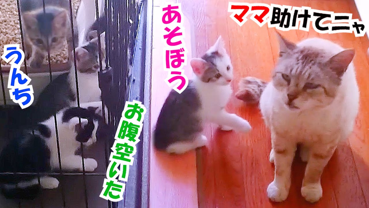 【イクメン猫】母猫不在で子猫を守る義父猫…血の繋がりを超えた絆