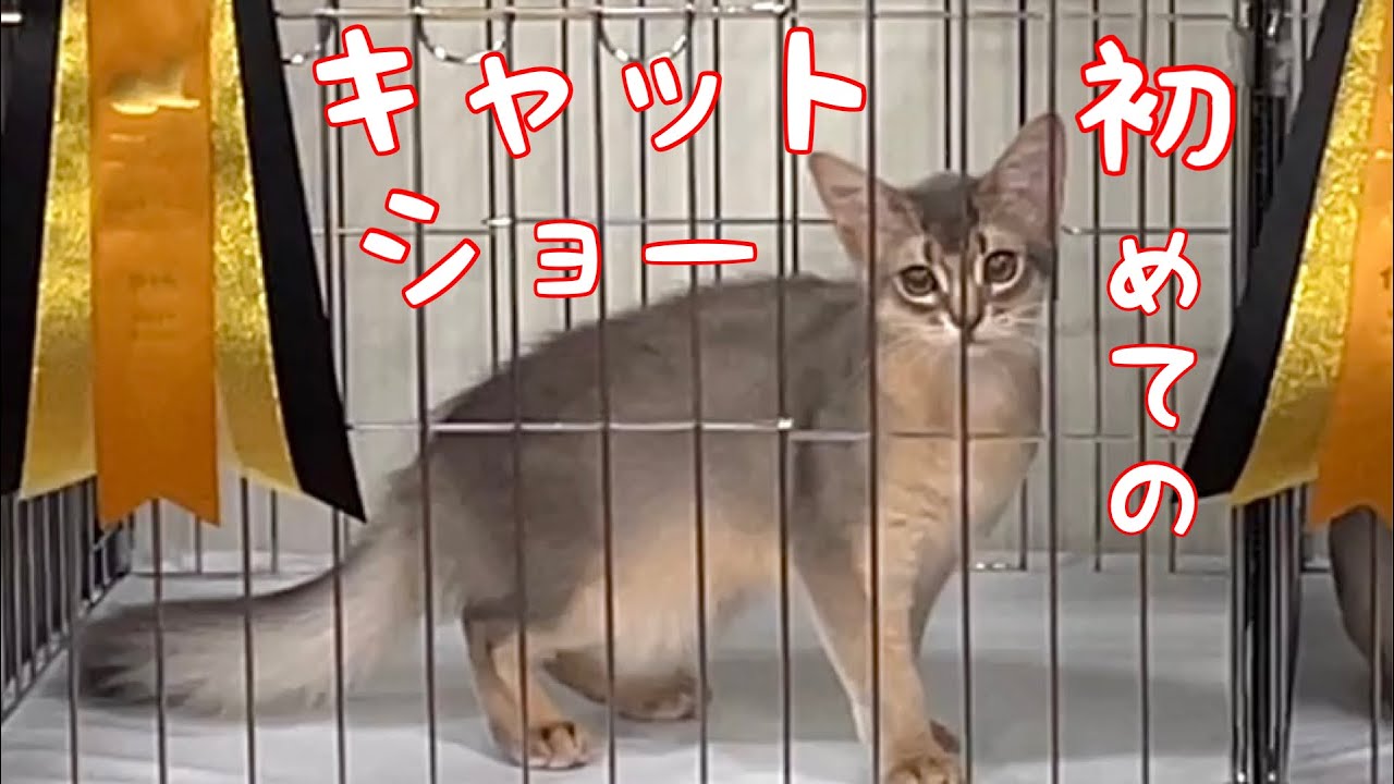 【癒し閲覧注意】素人のお母さんに連れられて初めてのキャットショー❣️【ソマリ】