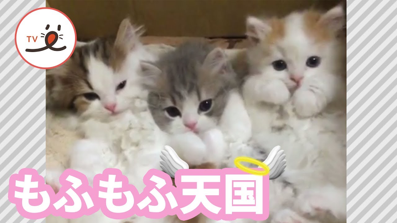 この中にとびこみたい…♡もふもふなスコティッシュフォールドたち【PECO TV】