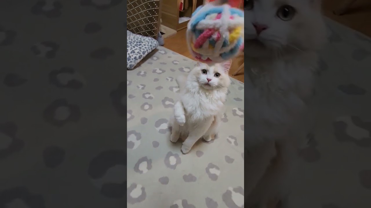 ターキッシュアンゴラの赤ちゃん