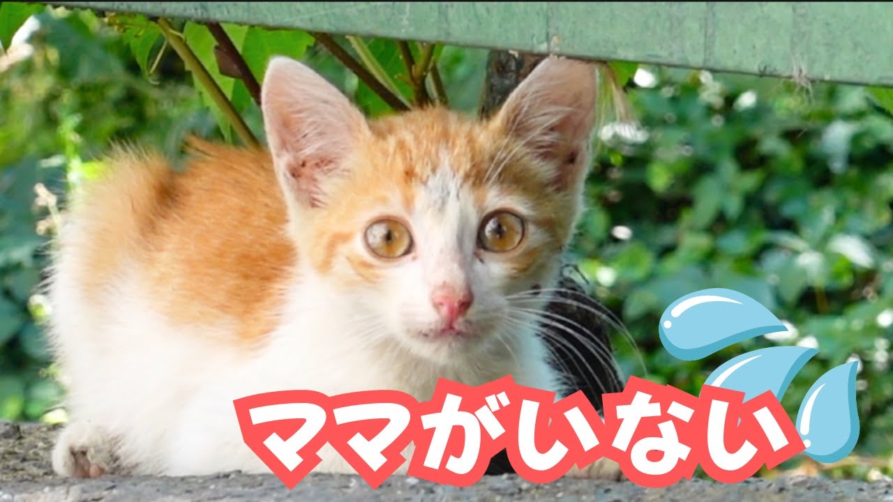 子猫の保護を考える　母猫は行方不明？　♯1