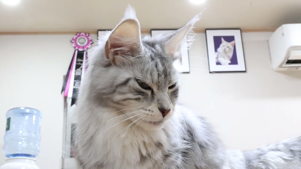 アンソニー君と交配メインクーン豊玉姫