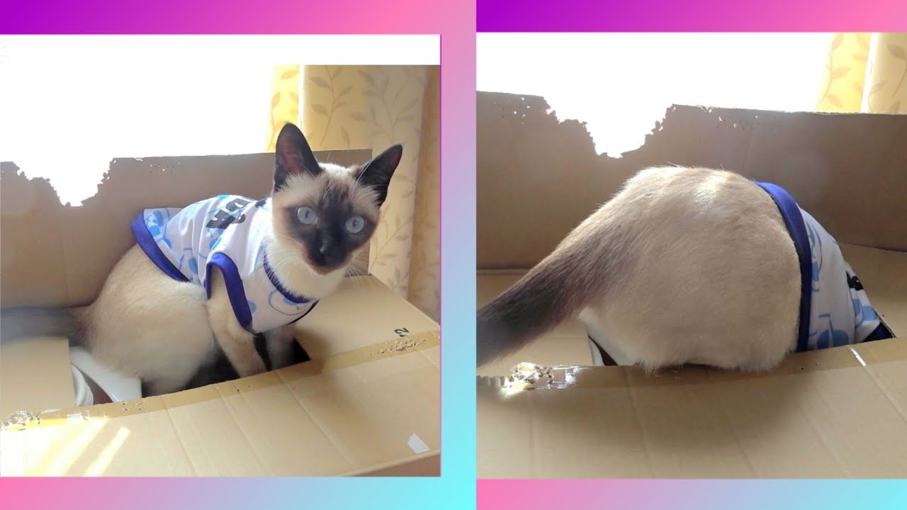箱の中へ意外と上手に潜って行くシャム子猫🤭
