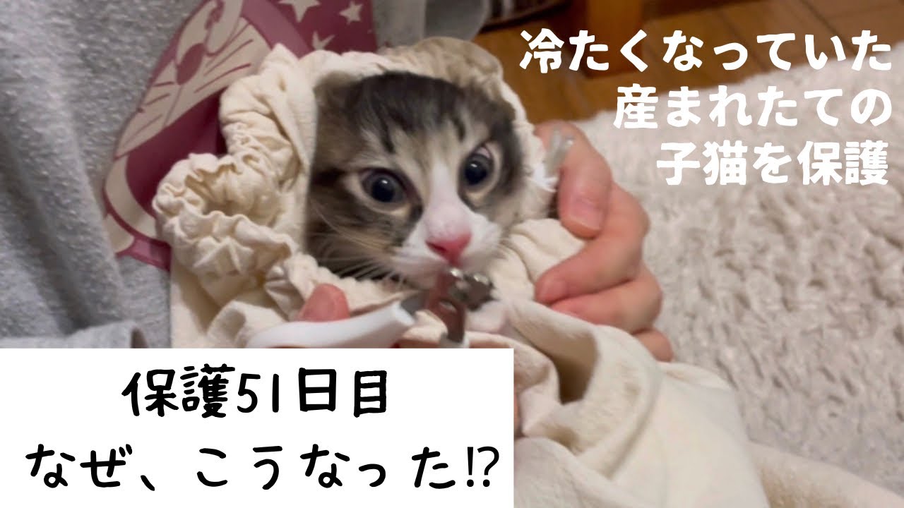 冷たくなっていた子猫の保護、51日目
