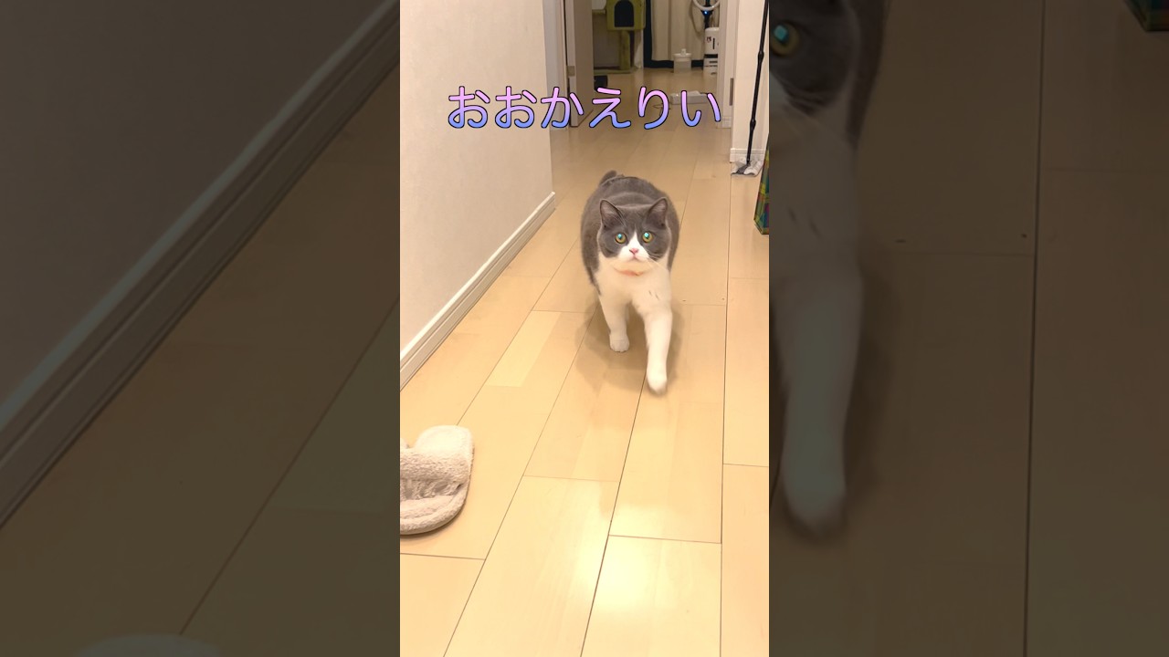 【お出迎え猫】278日目🐯「珍しく目が光ってるところとらえたにゃん✨👀」#お出迎え猫 #猫のいる暮らし