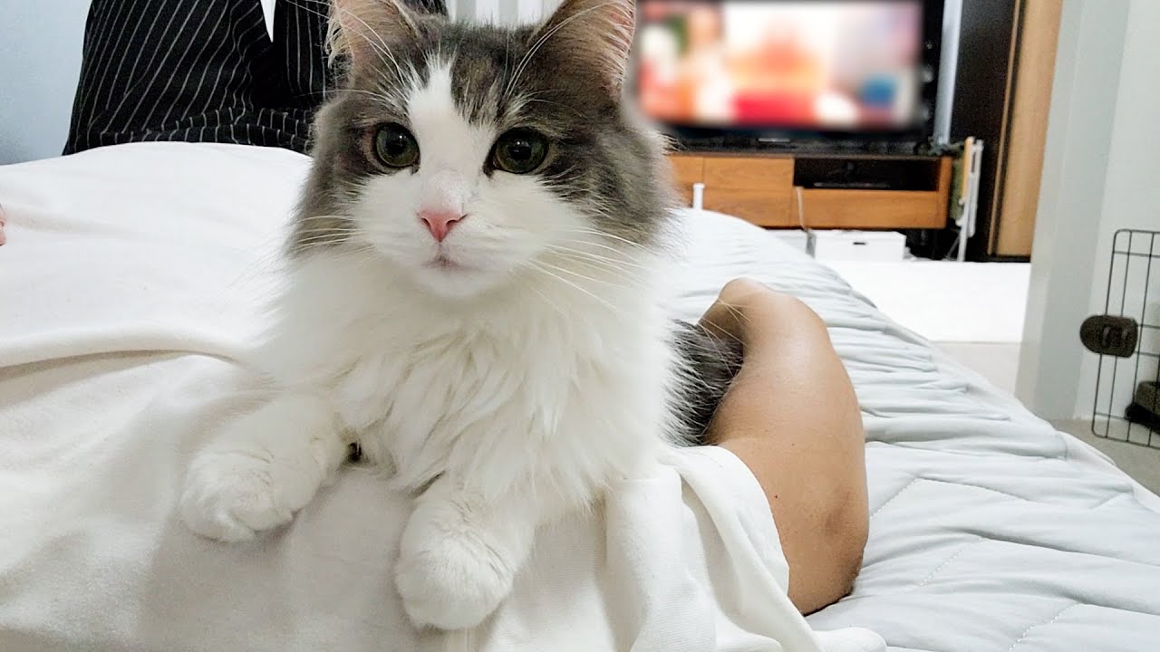 飼い主の肩に乗って甘える猫が可愛い【猫お気に入り】
