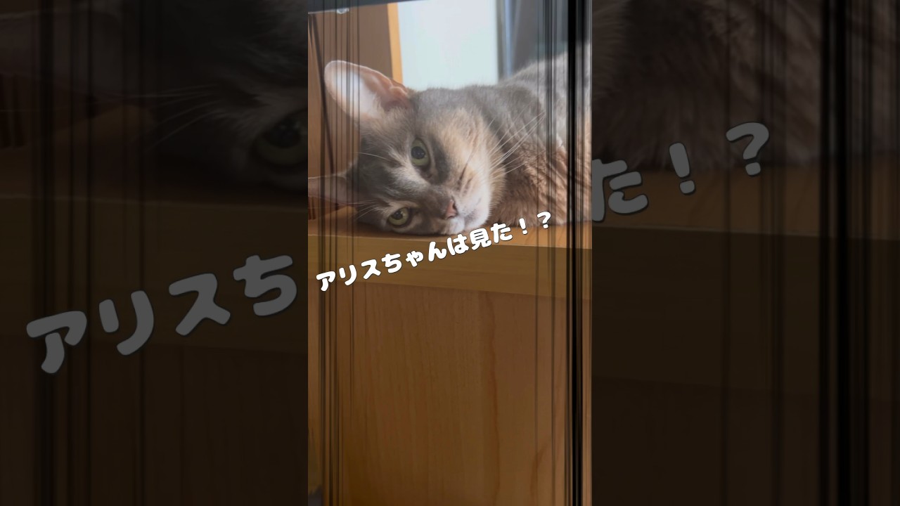 アリスちゃんは見た！？ #shorts #猫動画 #アビシニアン #cat #まな猫