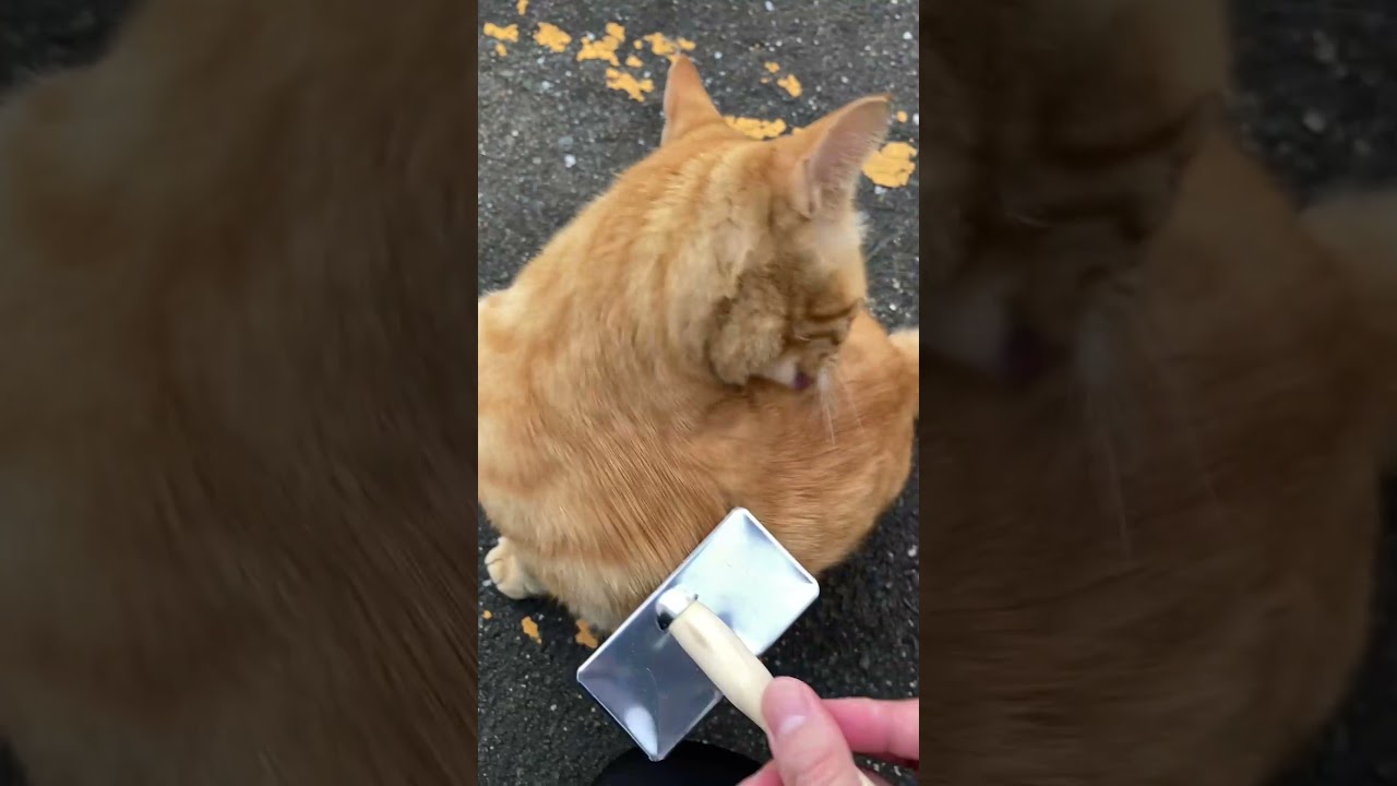 ブラッシングが大好きな茶トラ猫　Brown cat who loves to be brushed