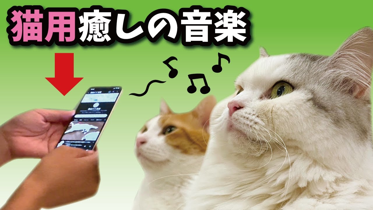 猫が落ち着くはずの「猫用癒しの音楽」を聞かせたらとんでもない事になりました…！【関西弁でしゃべる猫】