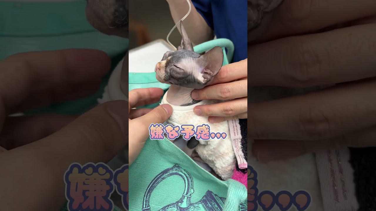 「いや〜！！」と声を出しちゃうスフィンクス