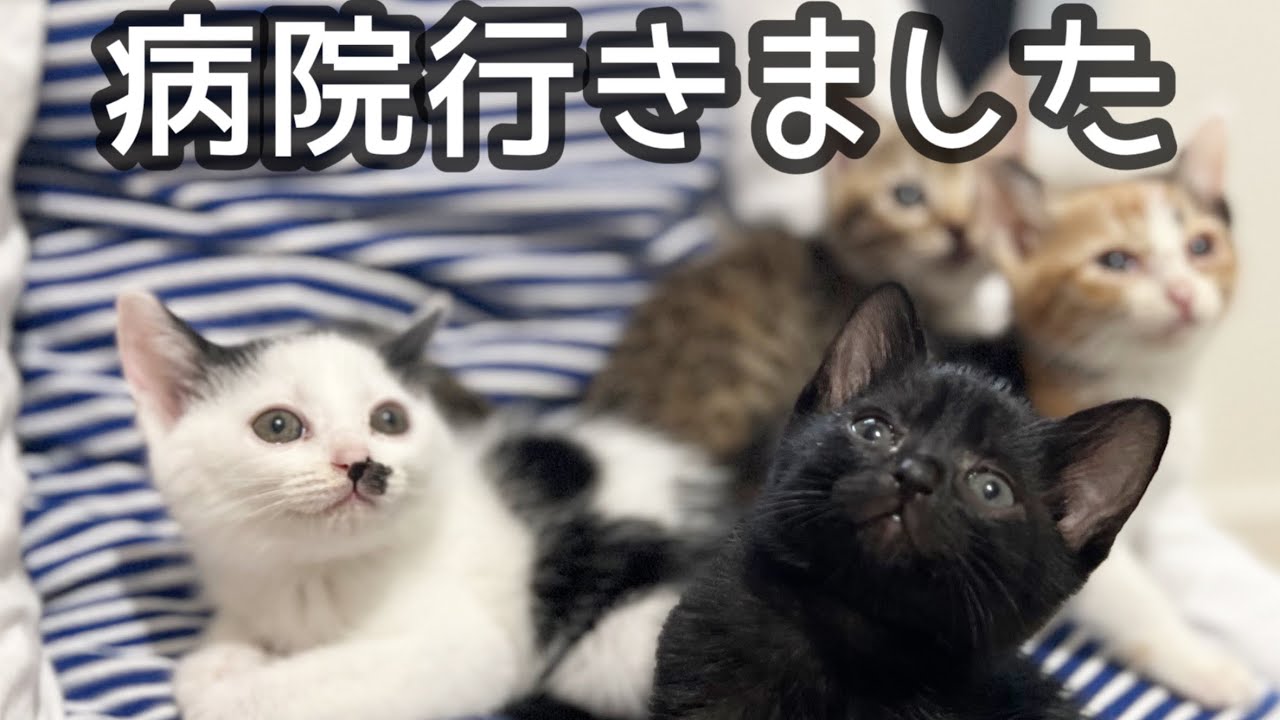 子猫と病院に行ったら怒られました…
