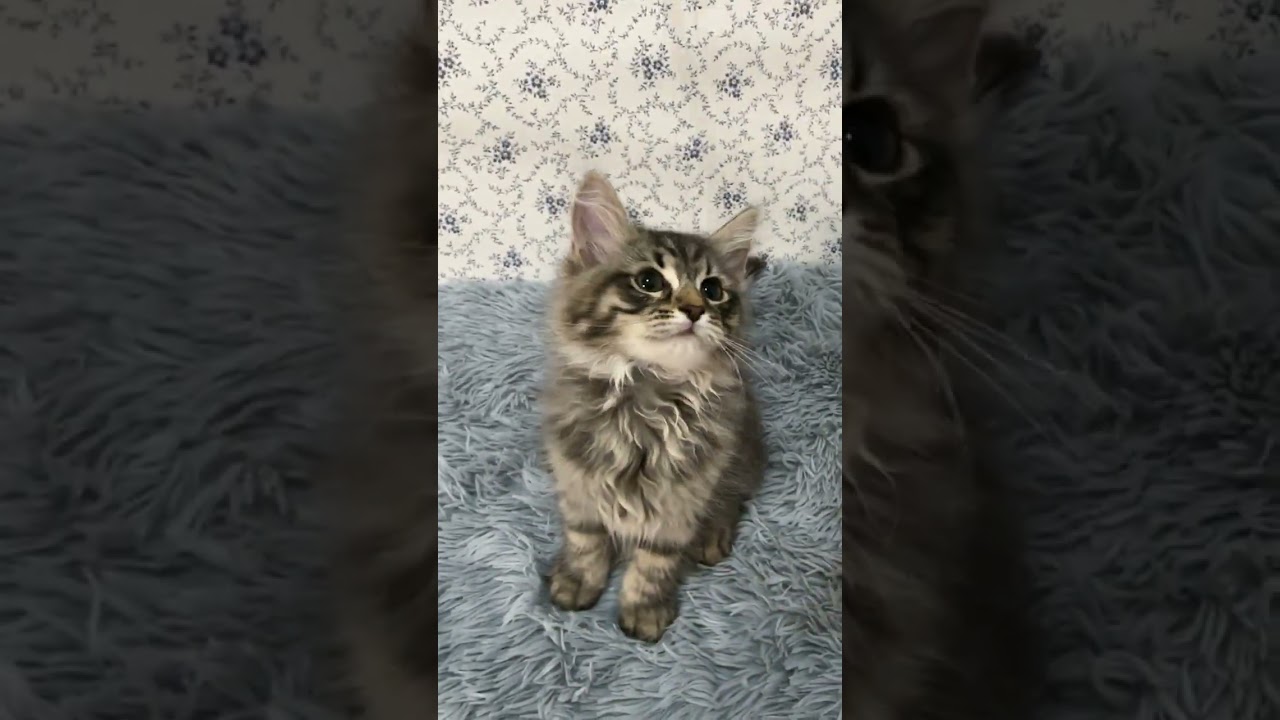 サイベリアン 可愛いお顔で人懐っこく明るい男の子です