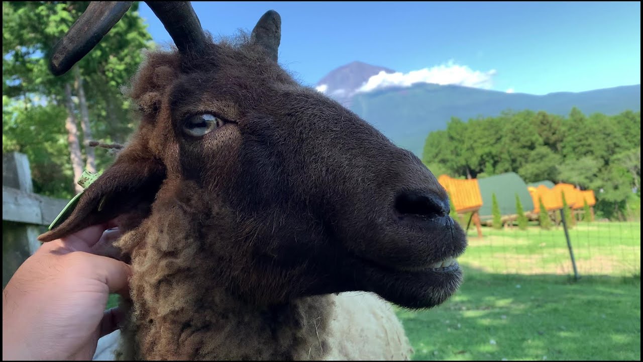 【ナデナデ動画】羊のマリア・デルカルメン【まかいの牧場】