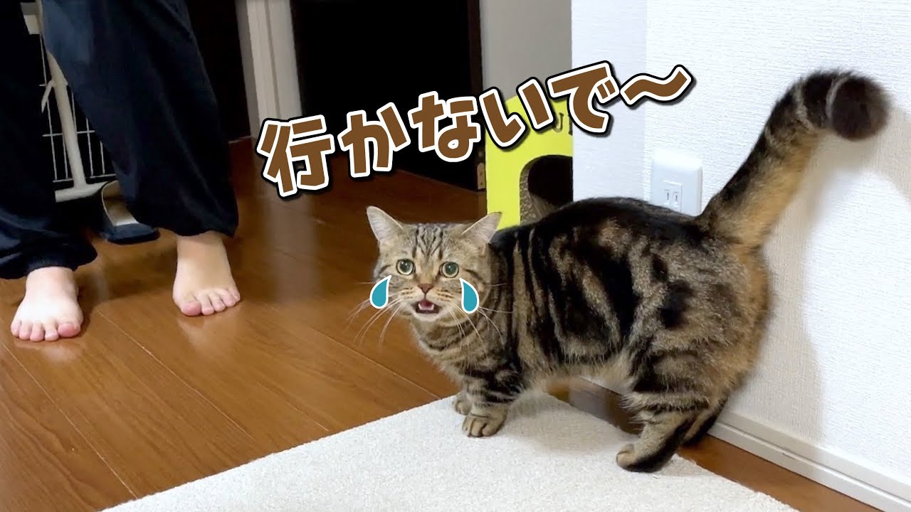 パパが出掛けると寂しくて鳴いちゃう甘えん坊猫が可愛すぎる！
