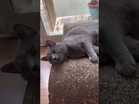 シャルトリュー 避妊手術済みです。 父猫はアメリカ外産です。 ブルーソリッド（フワフワなダブルコート）