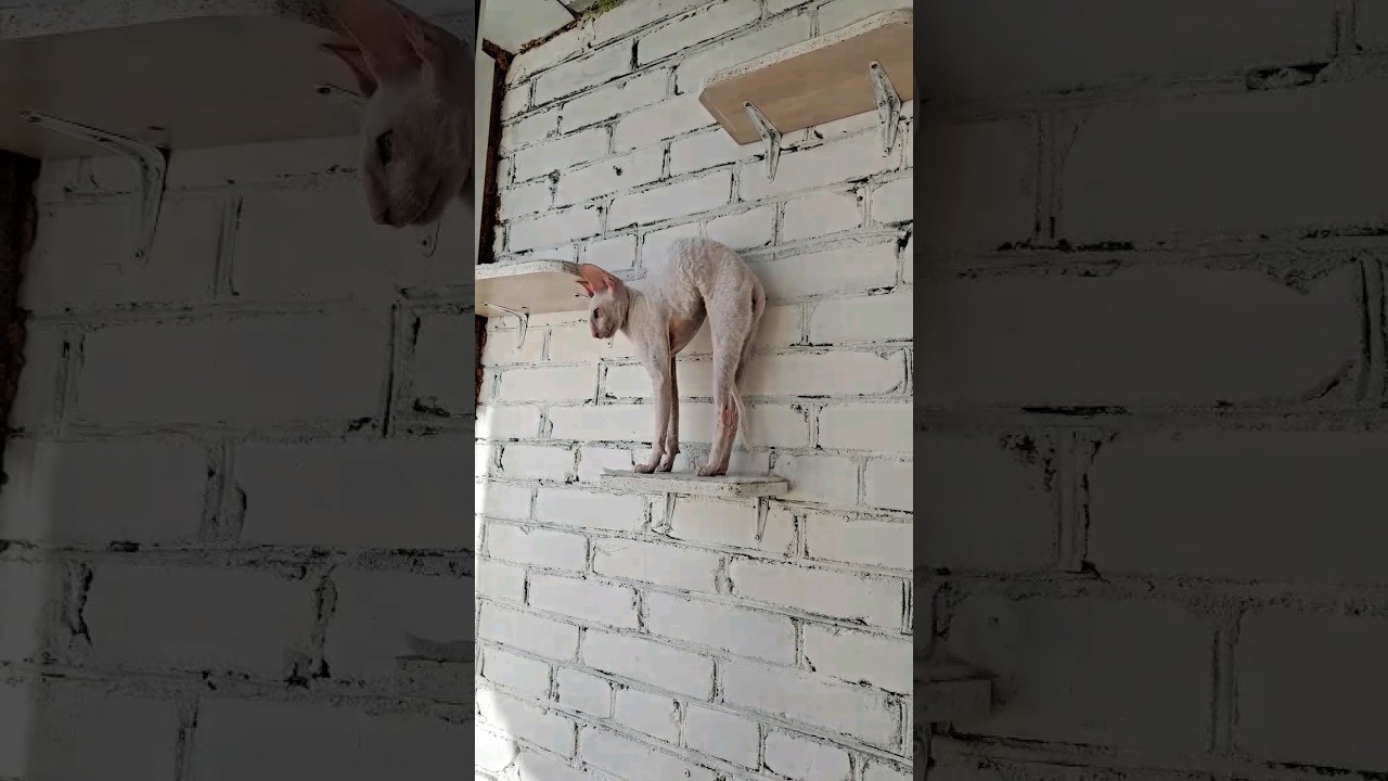 Sometimes Cornish Rex cats look like naked chickens 😁😁 #cat #cutecat #cornishrex #cornish #fannycat