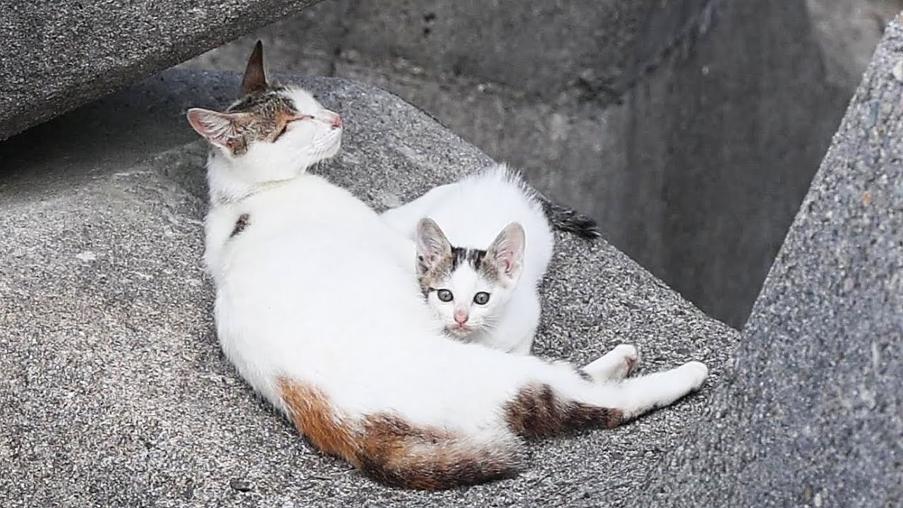日本の子猫と母猫の授乳