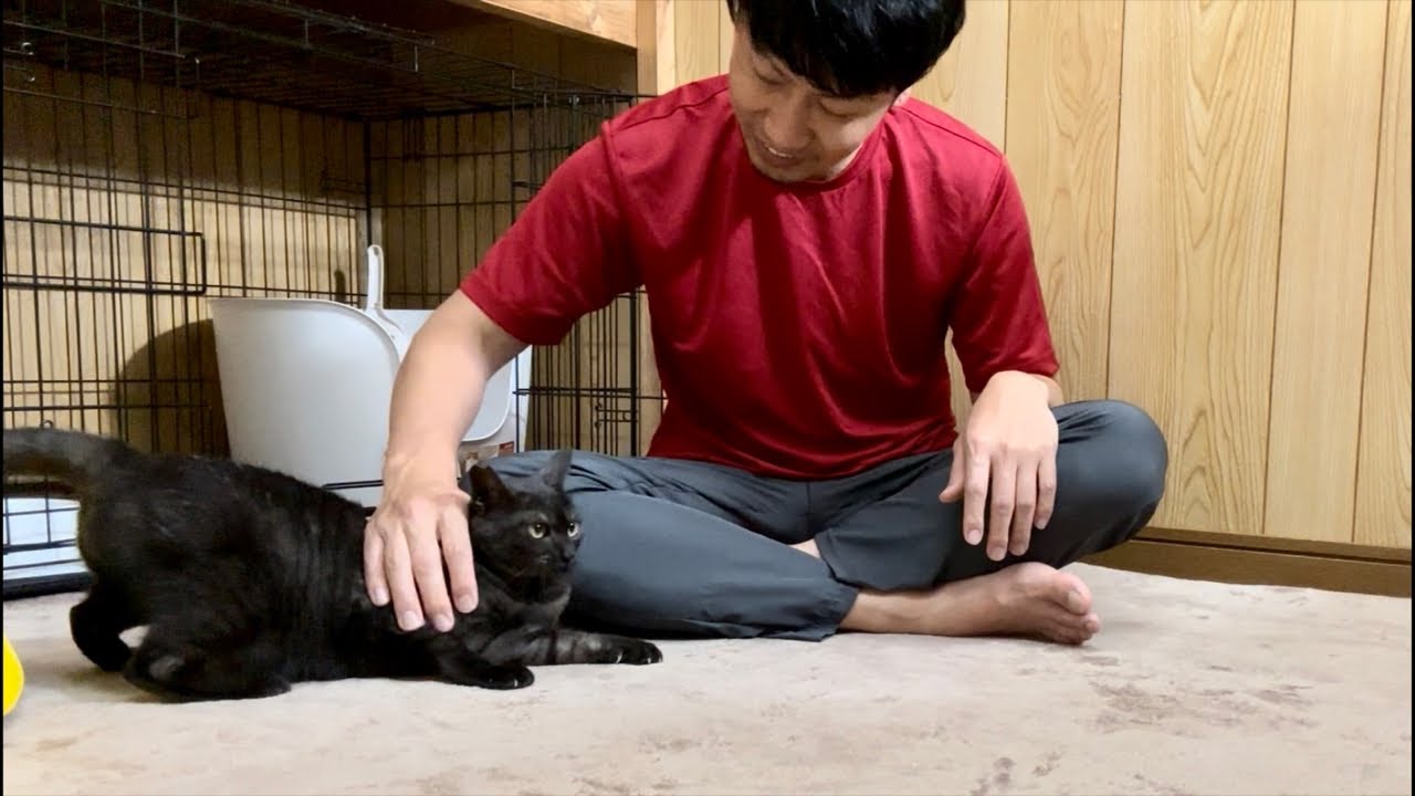 心開いた保護子猫クロちゃんミニライブ（20〜30分位？）