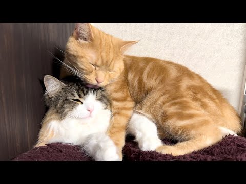 上に乗っかって毛繕いをする猫がかわいすぎたw