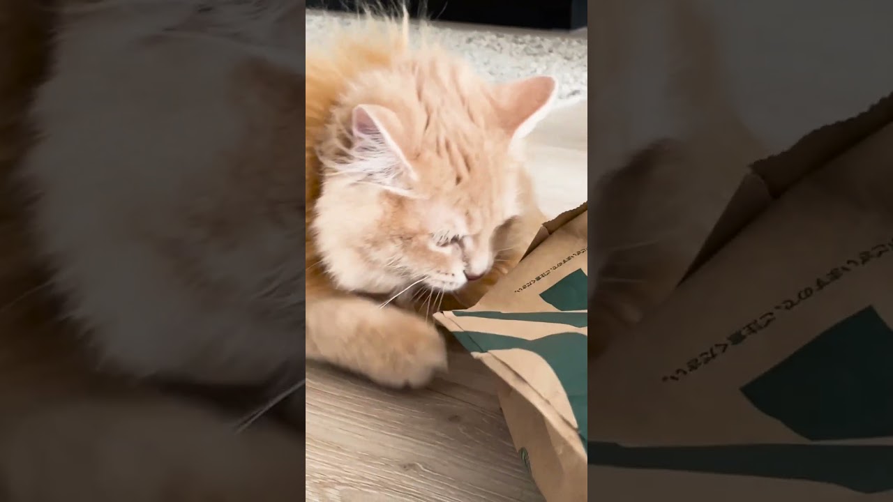 ライオンみたいな子猫はこちらww #子猫 #サイベリアン #cat #siberian #shorts