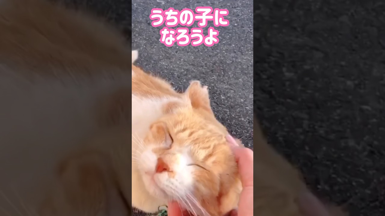 首輪に「飼い主募集中」の文字‥出会いから2年〜現在 #元野良猫チャチャ #野良猫#保護猫#cat #ねこ #猫 #猫侍 #shorts
