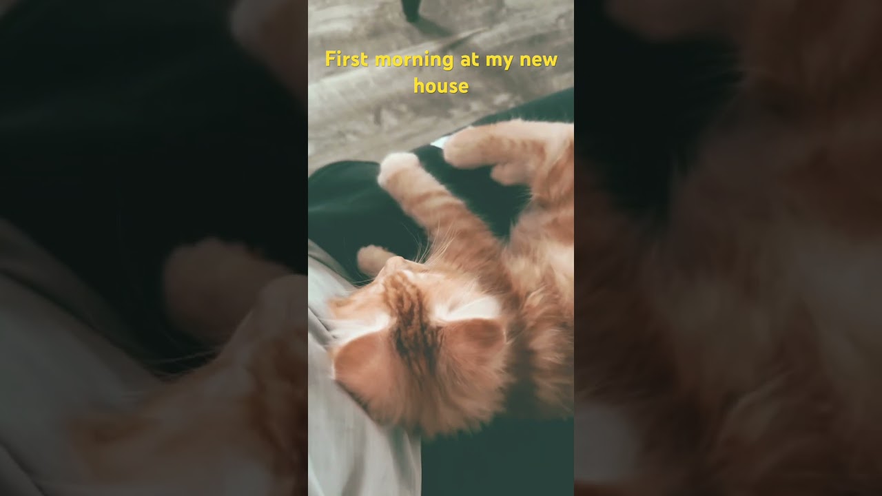You Won't Believe Your Eyes! Rolli the Maine Coon Winks at Me! #MustWatch