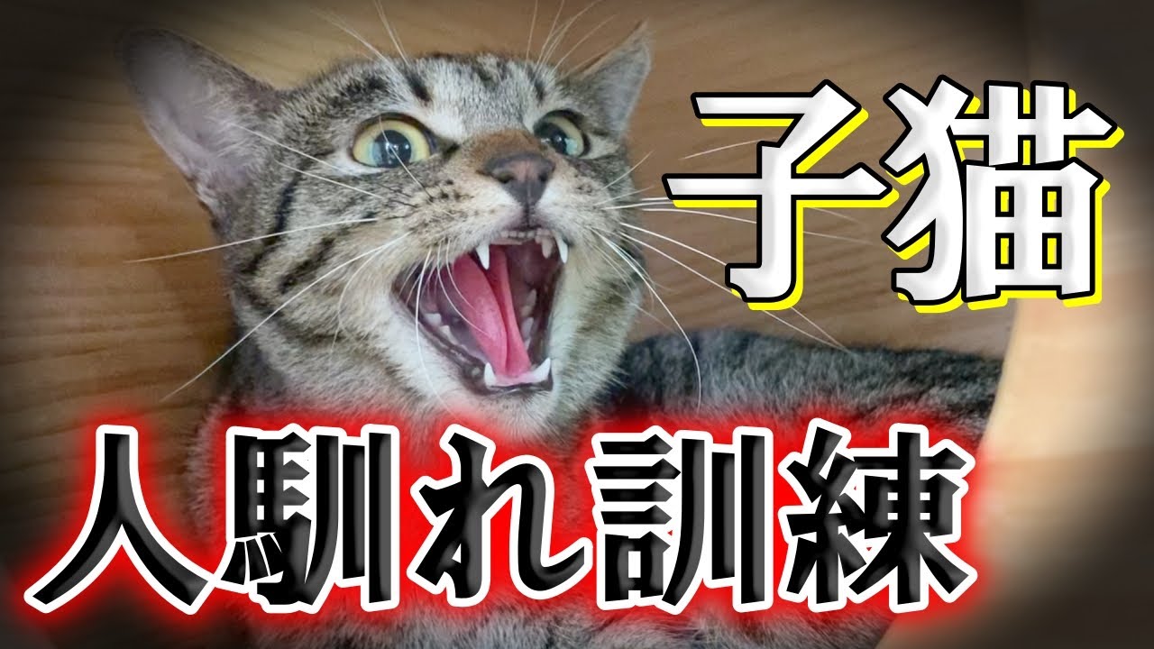 威嚇し逃げ惑う子猫が人馴れ訓練により心を開く瞬間