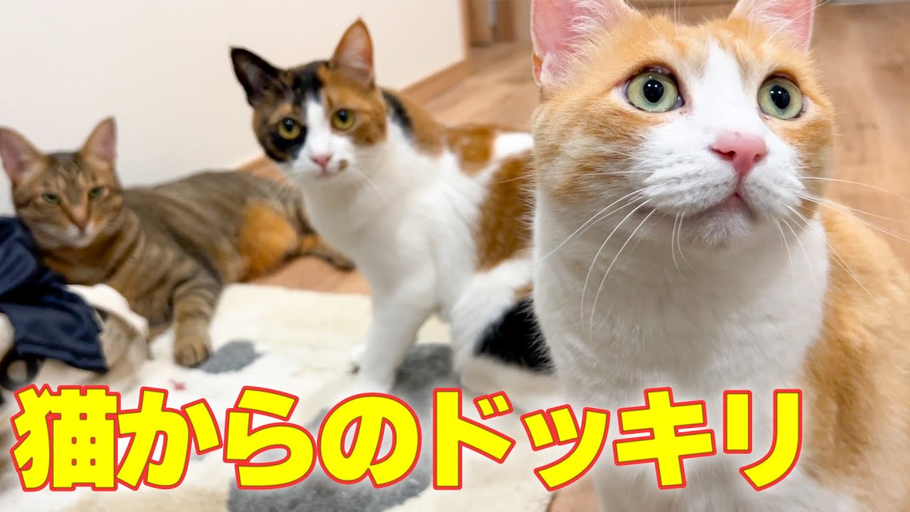 家に帰ったら猫たちに超怖いドッキリをされてしまいました。