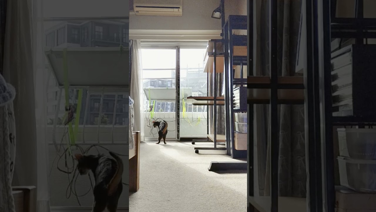 ネコ動画あび＃1567　#shorts　あびの毎日　アビシニアン　あび