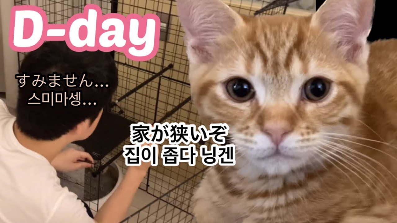 我が家にマンチカンが来た 먼치킨 고양이 분양 받은 첫날