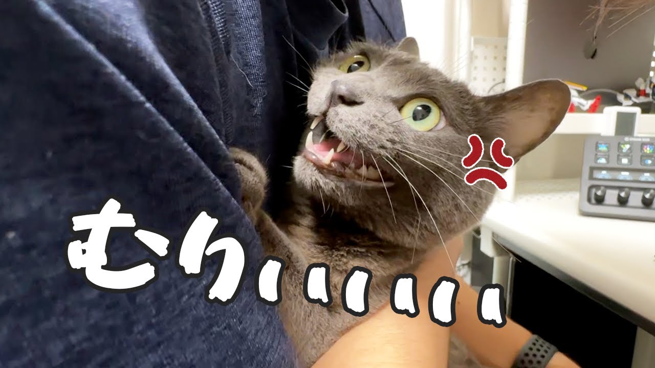 パパ大好きなのに抱っこはブチギレな猫ハムちゃん