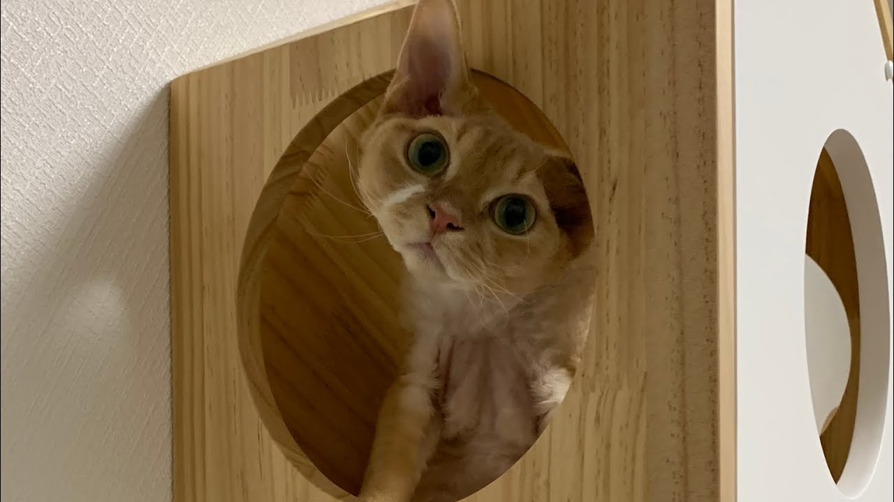 かわいいデボンレックス猫の写真集(A collection of cute Devon Rex cat photos)