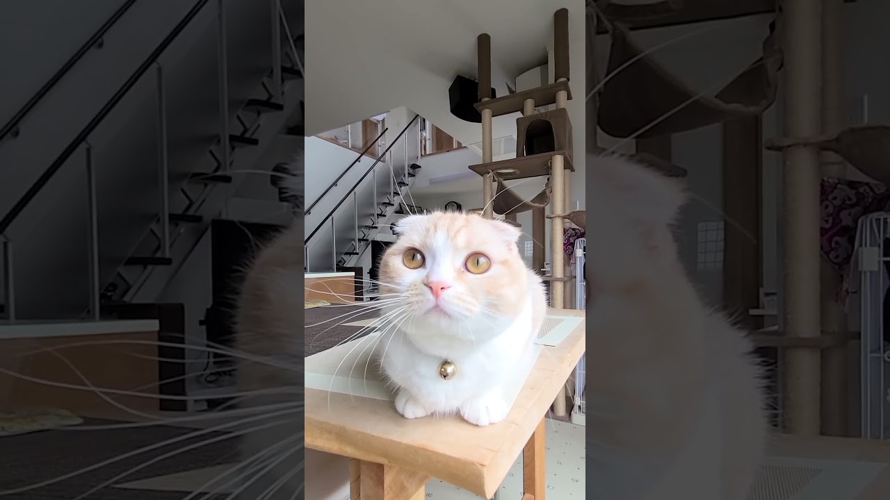 帰宅して猫に話しかけると可愛い返事が返ってきたｗ#shorts