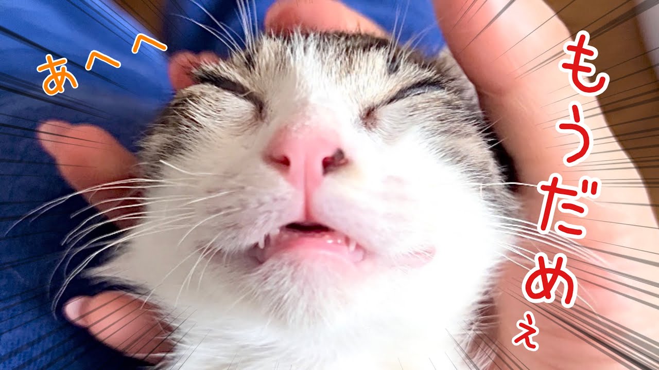 子猫が初めてマッサージを受け「究極のアヘ顔」になりかわいすぎた…笑【預かり保護猫】