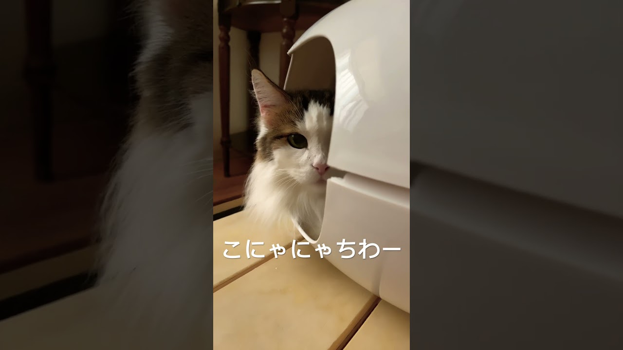 #cats #ノルウェージャンフォレストキャット #猫 #猫との暮らし #猫動画 #cat #shortsvideo #大型猫 #かわいい猫 #かわいい #cats