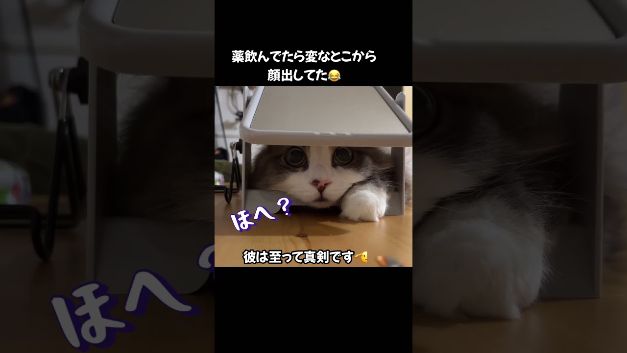 そこーー！？#ラガマフィン #猫 #cat #かわいい #独特#おすすめ #shorts #あさひなさんた