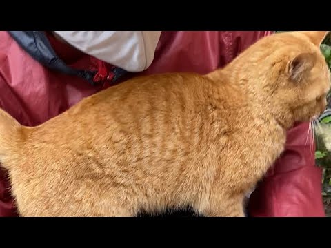 【伏見稲荷】当然のように飛び乗る茶トラ猫チャコ　A brown cat that jumps as a matter of course