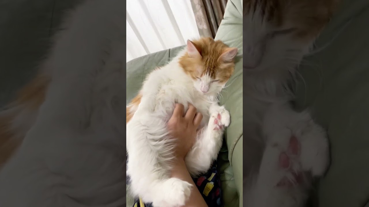 ダルダルな猫#shorts 【マリー（メインクーン）】