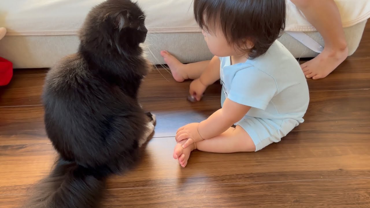 お姉ちゃんと同じように赤ちゃんを遊びに誘う猫　ラガマフィン　cat inviting baby to play