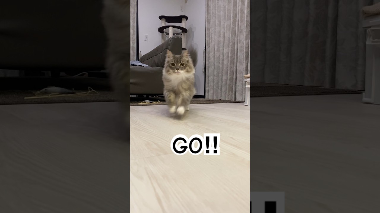 とりあえず隠れてからダッシュする猫#ねこ動画 #サイベリアン #cat #shorts
