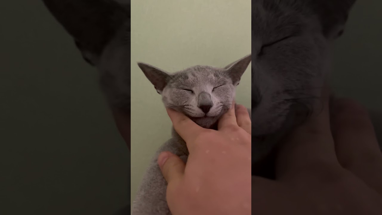 リアルビルス様#猫 #cat #ロシアンブルー #shorts #ねこ #russianblue #dragonballsuper