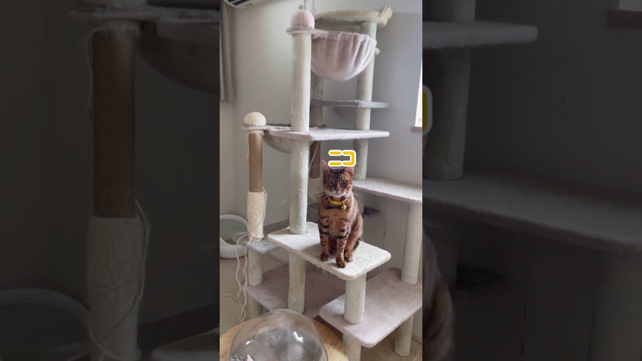 隙を見て餌を奪いに来る母猫（猫レース） #shorts