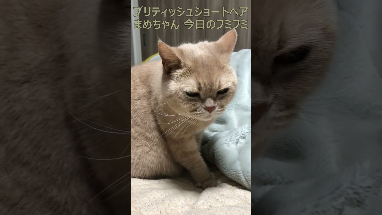 ブリティッシュショートヘア 飼い猫まめちゃん 今日のフミフミ #Shorts