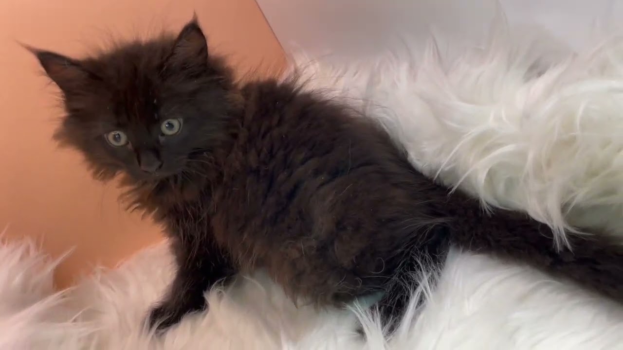 サイベリアン 【ブラック】サイベリアン兄妹❣️