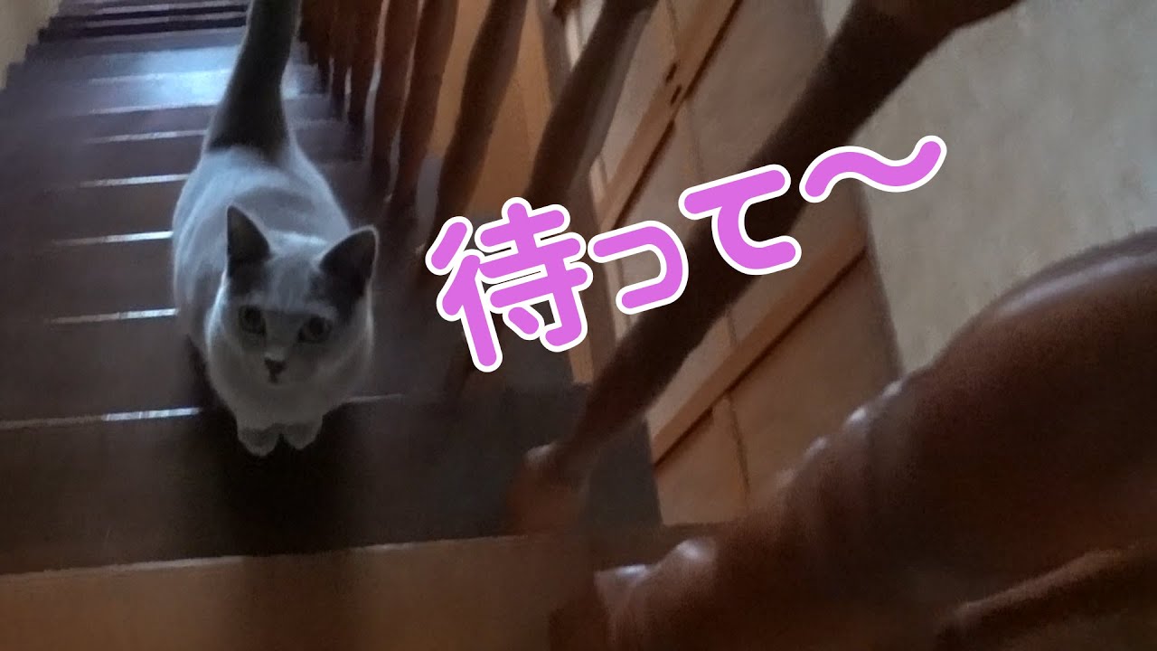 主と鬼ごっこ?一緒に遊ぶ、猫のシャルトリューが可愛い。           【シャルトリュー】