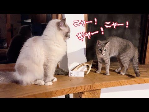 夜中に外から猫の鳴き声が聞こえてきて びっくりした 家猫たちが取った行動・・汗【保護猫ラグドール】