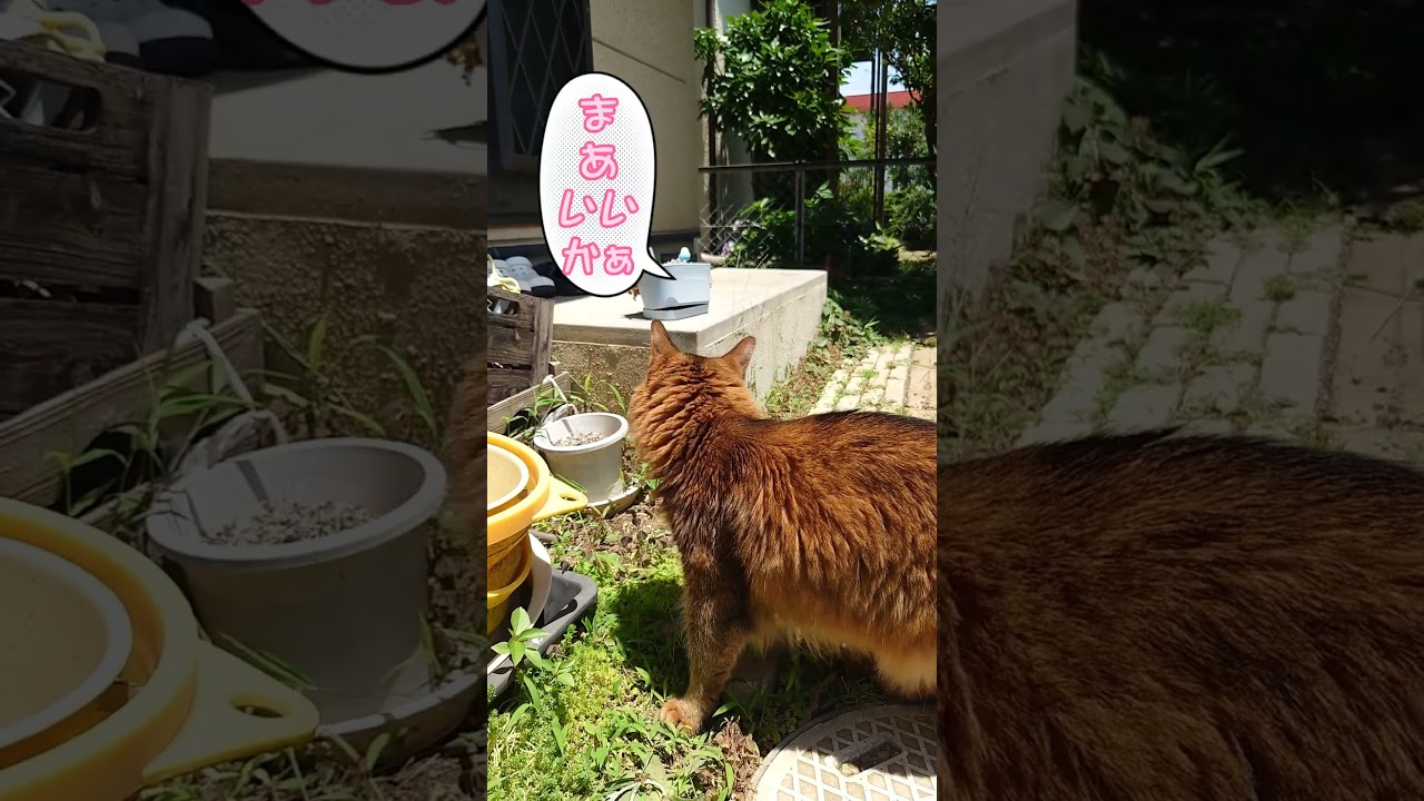 夏の猫の散歩動画～ソマリとノルウェージャンフォレストキャット～