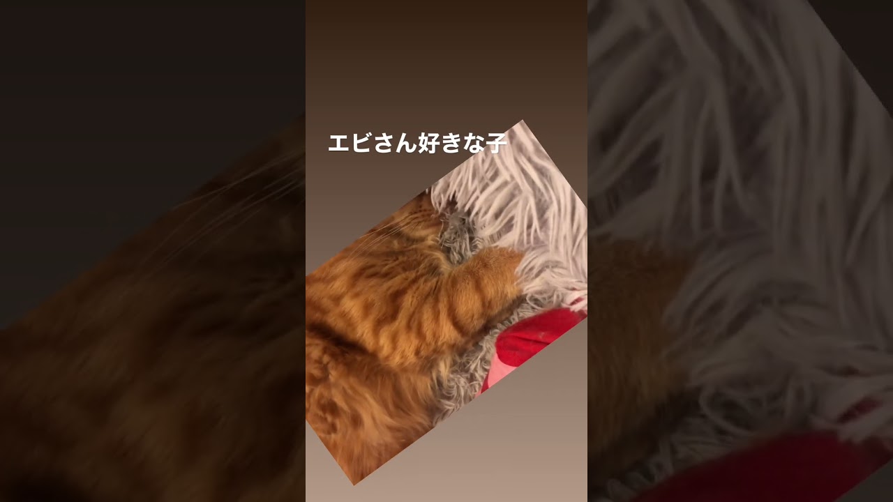 #猫のおもちゃ#cat #ねこ #ネコ #保護猫 #ボブテイル